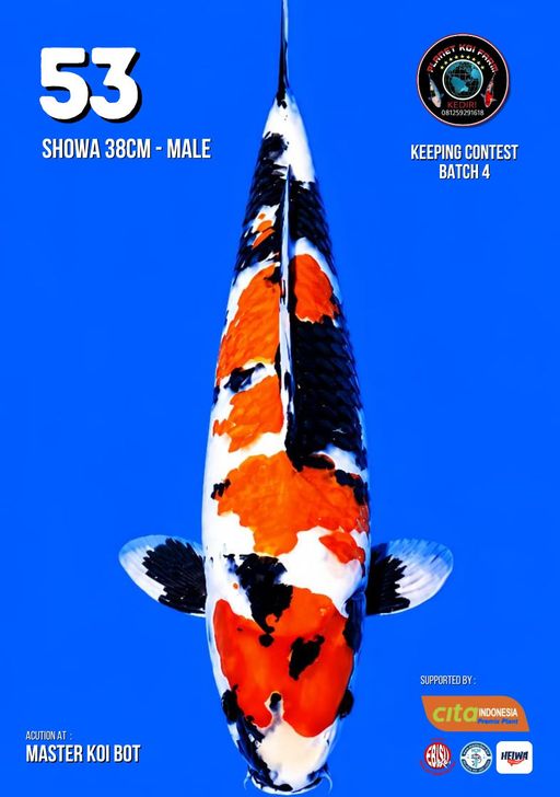 Lelang Koi Online, Jual Beli Ikan Koi, Pusat Jual Beli Koi, Info Lelang Koi Hari Ini, Platform Jual Beli Koi, Jual Beli Ikan Koi Online, Marketplace Ikan Koi, Jual Koi Terbaik, Tempat Beli Koi Berkualitas, Pasar Ikan Koi Online Terpercaya, Penjual Ikan Koi Terpercaya, Beli Koi Hias Online, Ikan Koi untuk Dijual, Koi Kualitas Terbaik, Toko Online Ikan Koi, Koi Hias Untuk Dijual, Jual Beli Ikan Koi Lokal, Koi Indonesia Online, Pusat Jual Beli Koi Terbesar