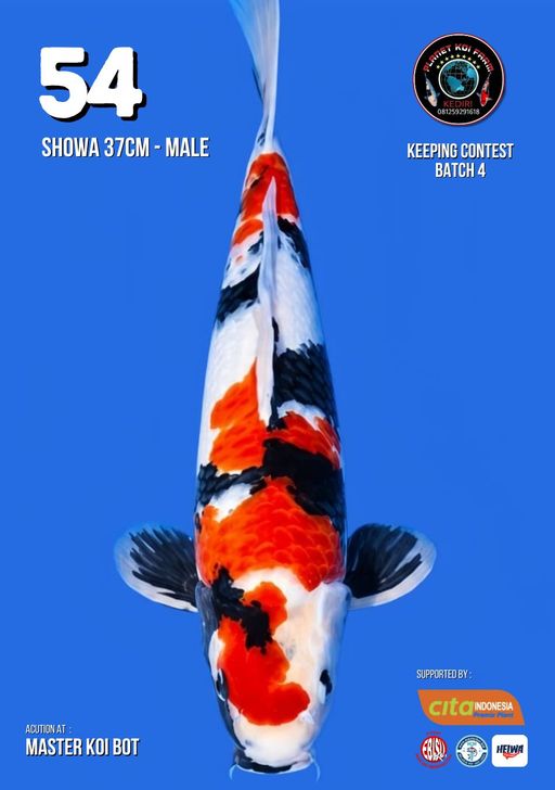 Lelang Koi Online, Jual Beli Ikan Koi, Pusat Jual Beli Koi, Info Lelang Koi Hari Ini, Platform Jual Beli Koi, Jual Beli Ikan Koi Online, Marketplace Ikan Koi, Jual Koi Terbaik, Tempat Beli Koi Berkualitas, Pasar Ikan Koi Online Terpercaya, Penjual Ikan Koi Terpercaya, Beli Koi Hias Online, Ikan Koi untuk Dijual, Koi Kualitas Terbaik, Toko Online Ikan Koi, Koi Hias Untuk Dijual, Jual Beli Ikan Koi Lokal, Koi Indonesia Online, Pusat Jual Beli Koi Terbesar