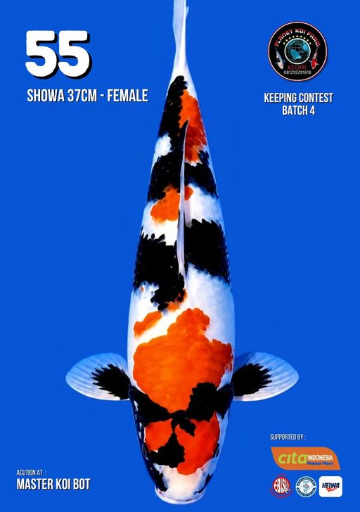 Lelang Koi Online, Jual Beli Ikan Koi, Pusat Jual Beli Koi, Info Lelang Koi Hari Ini, Platform Jual Beli Koi, Jual Beli Ikan Koi Online, Marketplace Ikan Koi, Jual Koi Terbaik, Tempat Beli Koi Berkualitas, Pasar Ikan Koi Online Terpercaya, Penjual Ikan Koi Terpercaya, Beli Koi Hias Online, Ikan Koi untuk Dijual, Koi Kualitas Terbaik, Toko Online Ikan Koi, Koi Hias Untuk Dijual, Jual Beli Ikan Koi Lokal, Koi Indonesia Online, Pusat Jual Beli Koi Terbesar