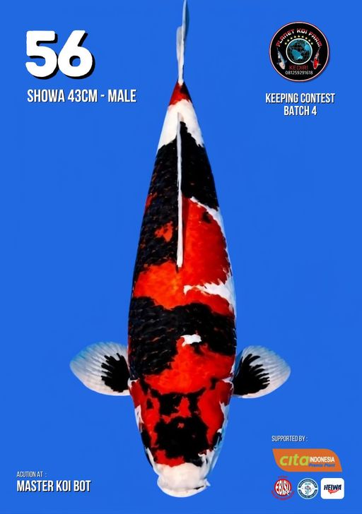 Lelang Koi Online, Jual Beli Ikan Koi, Pusat Jual Beli Koi, Info Lelang Koi Hari Ini, Platform Jual Beli Koi, Jual Beli Ikan Koi Online, Marketplace Ikan Koi, Jual Koi Terbaik, Tempat Beli Koi Berkualitas, Pasar Ikan Koi Online Terpercaya, Penjual Ikan Koi Terpercaya, Beli Koi Hias Online, Ikan Koi untuk Dijual, Koi Kualitas Terbaik, Toko Online Ikan Koi, Koi Hias Untuk Dijual, Jual Beli Ikan Koi Lokal, Koi Indonesia Online, Pusat Jual Beli Koi Terbesar