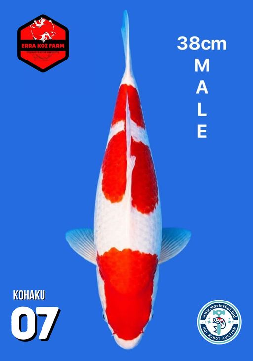 Lelang Koi Online, Jual Beli Ikan Koi, Pusat Jual Beli Koi, Info Lelang Koi Hari Ini, Platform Jual Beli Koi, Jual Beli Ikan Koi Online, Marketplace Ikan Koi, Jual Koi Terbaik, Tempat Beli Koi Berkualitas, Pasar Ikan Koi Online Terpercaya, Penjual Ikan Koi Terpercaya, Beli Koi Hias Online, Ikan Koi untuk Dijual, Koi Kualitas Terbaik, Toko Online Ikan Koi, Koi Hias Untuk Dijual, Jual Beli Ikan Koi Lokal, Koi Indonesia Online, Pusat Jual Beli Koi Terbesar