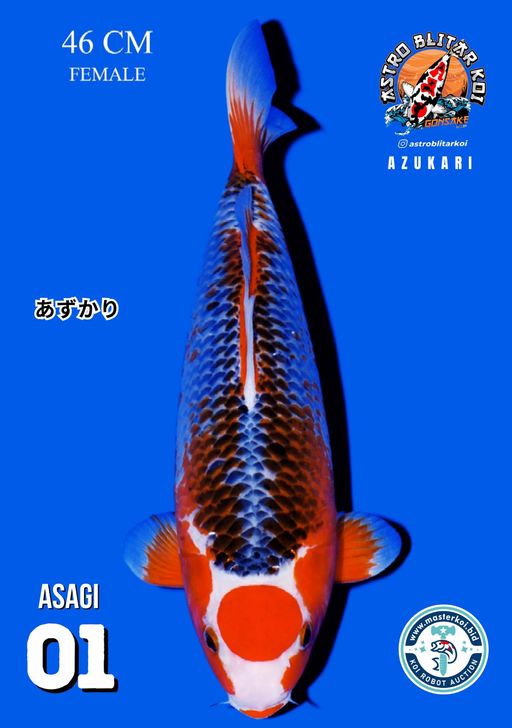 Lelang Koi Online, Jual Beli Ikan Koi, Pusat Jual Beli Koi, Info Lelang Koi Hari Ini, Platform Jual Beli Koi, Jual Beli Ikan Koi Online, Marketplace Ikan Koi, Jual Koi Terbaik, Tempat Beli Koi Berkualitas, Pasar Ikan Koi Online Terpercaya, Penjual Ikan Koi Terpercaya, Beli Koi Hias Online, Ikan Koi untuk Dijual, Koi Kualitas Terbaik, Toko Online Ikan Koi, Koi Hias Untuk Dijual, Jual Beli Ikan Koi Lokal, Koi Indonesia Online, Pusat Jual Beli Koi Terbesar