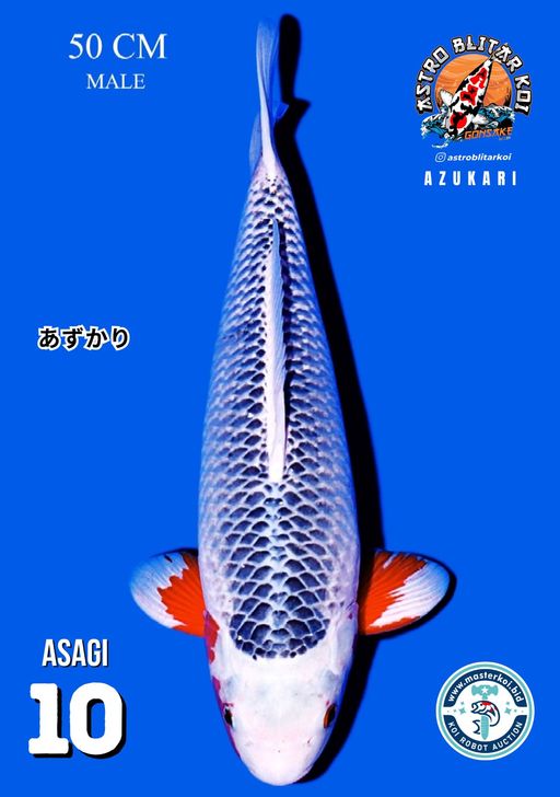 Lelang Koi Online, Jual Beli Ikan Koi, Pusat Jual Beli Koi, Info Lelang Koi Hari Ini, Platform Jual Beli Koi, Jual Beli Ikan Koi Online, Marketplace Ikan Koi, Jual Koi Terbaik, Tempat Beli Koi Berkualitas, Pasar Ikan Koi Online Terpercaya, Penjual Ikan Koi Terpercaya, Beli Koi Hias Online, Ikan Koi untuk Dijual, Koi Kualitas Terbaik, Toko Online Ikan Koi, Koi Hias Untuk Dijual, Jual Beli Ikan Koi Lokal, Koi Indonesia Online, Pusat Jual Beli Koi Terbesar