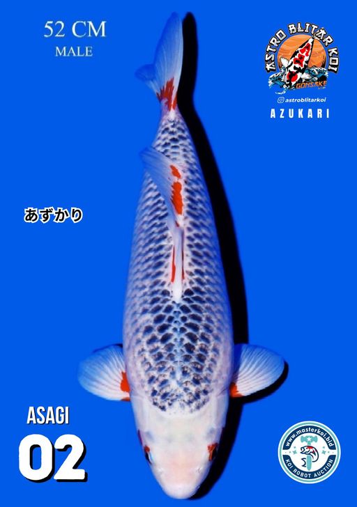 Lelang Koi Online, Jual Beli Ikan Koi, Pusat Jual Beli Koi, Info Lelang Koi Hari Ini, Platform Jual Beli Koi, Jual Beli Ikan Koi Online, Marketplace Ikan Koi, Jual Koi Terbaik, Tempat Beli Koi Berkualitas, Pasar Ikan Koi Online Terpercaya, Penjual Ikan Koi Terpercaya, Beli Koi Hias Online, Ikan Koi untuk Dijual, Koi Kualitas Terbaik, Toko Online Ikan Koi, Koi Hias Untuk Dijual, Jual Beli Ikan Koi Lokal, Koi Indonesia Online, Pusat Jual Beli Koi Terbesar