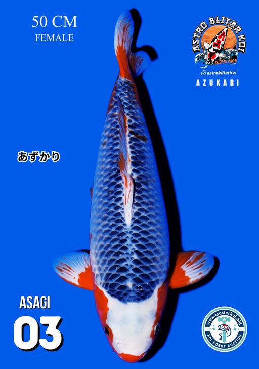 Lelang Koi Online, Jual Beli Ikan Koi, Pusat Jual Beli Koi, Info Lelang Koi Hari Ini, Platform Jual Beli Koi, Jual Beli Ikan Koi Online, Marketplace Ikan Koi, Jual Koi Terbaik, Tempat Beli Koi Berkualitas, Pasar Ikan Koi Online Terpercaya, Penjual Ikan Koi Terpercaya, Beli Koi Hias Online, Ikan Koi untuk Dijual, Koi Kualitas Terbaik, Toko Online Ikan Koi, Koi Hias Untuk Dijual, Jual Beli Ikan Koi Lokal, Koi Indonesia Online, Pusat Jual Beli Koi Terbesar
