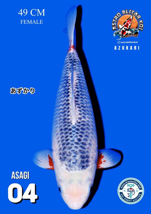 Lelang Koi Online, Jual Beli Ikan Koi, Pusat Jual Beli Koi, Info Lelang Koi Hari Ini, Platform Jual Beli Koi, Jual Beli Ikan Koi Online, Marketplace Ikan Koi, Jual Koi Terbaik, Tempat Beli Koi Berkualitas, Pasar Ikan Koi Online Terpercaya, Penjual Ikan Koi Terpercaya, Beli Koi Hias Online, Ikan Koi untuk Dijual, Koi Kualitas Terbaik, Toko Online Ikan Koi, Koi Hias Untuk Dijual, Jual Beli Ikan Koi Lokal, Koi Indonesia Online, Pusat Jual Beli Koi Terbesar