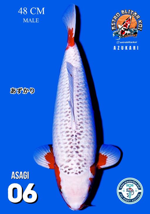 Lelang Koi Online, Jual Beli Ikan Koi, Pusat Jual Beli Koi, Info Lelang Koi Hari Ini, Platform Jual Beli Koi, Jual Beli Ikan Koi Online, Marketplace Ikan Koi, Jual Koi Terbaik, Tempat Beli Koi Berkualitas, Pasar Ikan Koi Online Terpercaya, Penjual Ikan Koi Terpercaya, Beli Koi Hias Online, Ikan Koi untuk Dijual, Koi Kualitas Terbaik, Toko Online Ikan Koi, Koi Hias Untuk Dijual, Jual Beli Ikan Koi Lokal, Koi Indonesia Online, Pusat Jual Beli Koi Terbesar