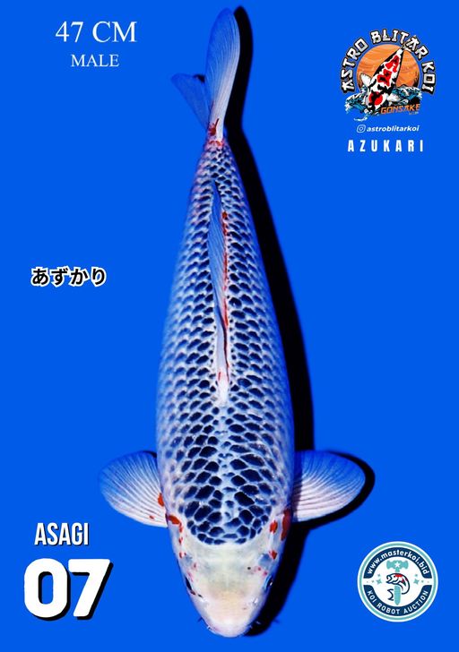 Lelang Koi Online, Jual Beli Ikan Koi, Pusat Jual Beli Koi, Info Lelang Koi Hari Ini, Platform Jual Beli Koi, Jual Beli Ikan Koi Online, Marketplace Ikan Koi, Jual Koi Terbaik, Tempat Beli Koi Berkualitas, Pasar Ikan Koi Online Terpercaya, Penjual Ikan Koi Terpercaya, Beli Koi Hias Online, Ikan Koi untuk Dijual, Koi Kualitas Terbaik, Toko Online Ikan Koi, Koi Hias Untuk Dijual, Jual Beli Ikan Koi Lokal, Koi Indonesia Online, Pusat Jual Beli Koi Terbesar