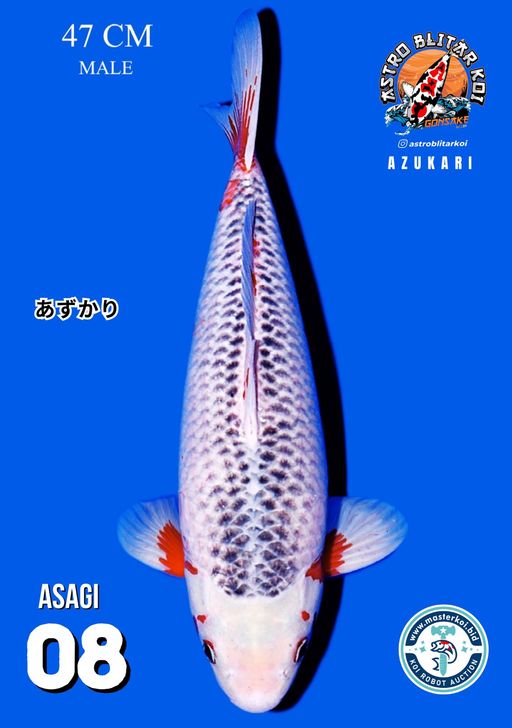 Lelang Koi Online, Jual Beli Ikan Koi, Pusat Jual Beli Koi, Info Lelang Koi Hari Ini, Platform Jual Beli Koi, Jual Beli Ikan Koi Online, Marketplace Ikan Koi, Jual Koi Terbaik, Tempat Beli Koi Berkualitas, Pasar Ikan Koi Online Terpercaya, Penjual Ikan Koi Terpercaya, Beli Koi Hias Online, Ikan Koi untuk Dijual, Koi Kualitas Terbaik, Toko Online Ikan Koi, Koi Hias Untuk Dijual, Jual Beli Ikan Koi Lokal, Koi Indonesia Online, Pusat Jual Beli Koi Terbesar