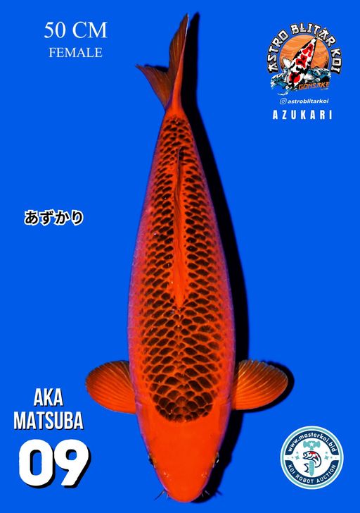 Lelang Koi Online, Jual Beli Ikan Koi, Pusat Jual Beli Koi, Info Lelang Koi Hari Ini, Platform Jual Beli Koi, Jual Beli Ikan Koi Online, Marketplace Ikan Koi, Jual Koi Terbaik, Tempat Beli Koi Berkualitas, Pasar Ikan Koi Online Terpercaya, Penjual Ikan Koi Terpercaya, Beli Koi Hias Online, Ikan Koi untuk Dijual, Koi Kualitas Terbaik, Toko Online Ikan Koi, Koi Hias Untuk Dijual, Jual Beli Ikan Koi Lokal, Koi Indonesia Online, Pusat Jual Beli Koi Terbesar