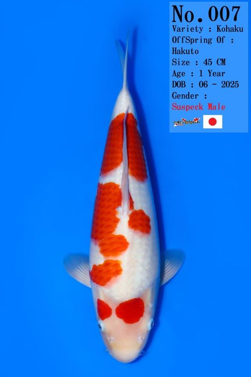 Lelang Koi Online, Jual Beli Ikan Koi, Pusat Jual Beli Koi, Info Lelang Koi Hari Ini, Platform Jual Beli Koi, Jual Beli Ikan Koi Online, Marketplace Ikan Koi, Jual Koi Terbaik, Tempat Beli Koi Berkualitas, Pasar Ikan Koi Online Terpercaya, Penjual Ikan Koi Terpercaya, Beli Koi Hias Online, Ikan Koi untuk Dijual, Koi Kualitas Terbaik, Toko Online Ikan Koi, Koi Hias Untuk Dijual, Jual Beli Ikan Koi Lokal, Koi Indonesia Online, Pusat Jual Beli Koi Terbesar