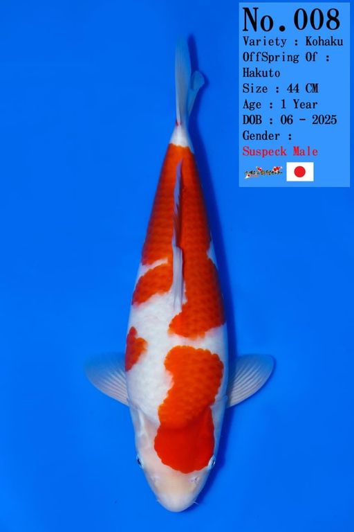 Lelang Koi Online, Jual Beli Ikan Koi, Pusat Jual Beli Koi, Info Lelang Koi Hari Ini, Platform Jual Beli Koi, Jual Beli Ikan Koi Online, Marketplace Ikan Koi, Jual Koi Terbaik, Tempat Beli Koi Berkualitas, Pasar Ikan Koi Online Terpercaya, Penjual Ikan Koi Terpercaya, Beli Koi Hias Online, Ikan Koi untuk Dijual, Koi Kualitas Terbaik, Toko Online Ikan Koi, Koi Hias Untuk Dijual, Jual Beli Ikan Koi Lokal, Koi Indonesia Online, Pusat Jual Beli Koi Terbesar