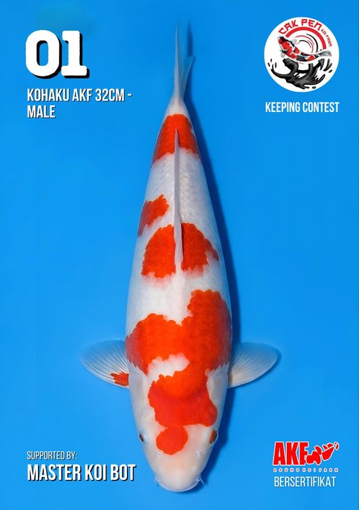 Lelang Koi Online, Jual Beli Ikan Koi, Pusat Jual Beli Koi, Info Lelang Koi Hari Ini, Platform Jual Beli Koi, Jual Beli Ikan Koi Online, Marketplace Ikan Koi, Jual Koi Terbaik, Tempat Beli Koi Berkualitas, Pasar Ikan Koi Online Terpercaya, Penjual Ikan Koi Terpercaya, Beli Koi Hias Online, Ikan Koi untuk Dijual, Koi Kualitas Terbaik, Toko Online Ikan Koi, Koi Hias Untuk Dijual, Jual Beli Ikan Koi Lokal, Koi Indonesia Online, Pusat Jual Beli Koi Terbesar