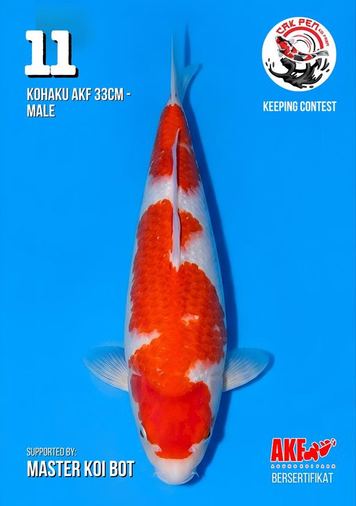 Lelang Koi Online, Jual Beli Ikan Koi, Pusat Jual Beli Koi, Info Lelang Koi Hari Ini, Platform Jual Beli Koi, Jual Beli Ikan Koi Online, Marketplace Ikan Koi, Jual Koi Terbaik, Tempat Beli Koi Berkualitas, Pasar Ikan Koi Online Terpercaya, Penjual Ikan Koi Terpercaya, Beli Koi Hias Online, Ikan Koi untuk Dijual, Koi Kualitas Terbaik, Toko Online Ikan Koi, Koi Hias Untuk Dijual, Jual Beli Ikan Koi Lokal, Koi Indonesia Online, Pusat Jual Beli Koi Terbesar