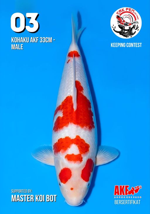 Lelang Koi Online, Jual Beli Ikan Koi, Pusat Jual Beli Koi, Info Lelang Koi Hari Ini, Platform Jual Beli Koi, Jual Beli Ikan Koi Online, Marketplace Ikan Koi, Jual Koi Terbaik, Tempat Beli Koi Berkualitas, Pasar Ikan Koi Online Terpercaya, Penjual Ikan Koi Terpercaya, Beli Koi Hias Online, Ikan Koi untuk Dijual, Koi Kualitas Terbaik, Toko Online Ikan Koi, Koi Hias Untuk Dijual, Jual Beli Ikan Koi Lokal, Koi Indonesia Online, Pusat Jual Beli Koi Terbesar