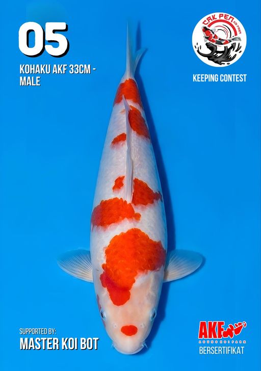Lelang Koi Online, Jual Beli Ikan Koi, Pusat Jual Beli Koi, Info Lelang Koi Hari Ini, Platform Jual Beli Koi, Jual Beli Ikan Koi Online, Marketplace Ikan Koi, Jual Koi Terbaik, Tempat Beli Koi Berkualitas, Pasar Ikan Koi Online Terpercaya, Penjual Ikan Koi Terpercaya, Beli Koi Hias Online, Ikan Koi untuk Dijual, Koi Kualitas Terbaik, Toko Online Ikan Koi, Koi Hias Untuk Dijual, Jual Beli Ikan Koi Lokal, Koi Indonesia Online, Pusat Jual Beli Koi Terbesar