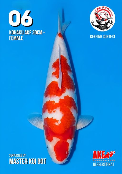Lelang Koi Online, Jual Beli Ikan Koi, Pusat Jual Beli Koi, Info Lelang Koi Hari Ini, Platform Jual Beli Koi, Jual Beli Ikan Koi Online, Marketplace Ikan Koi, Jual Koi Terbaik, Tempat Beli Koi Berkualitas, Pasar Ikan Koi Online Terpercaya, Penjual Ikan Koi Terpercaya, Beli Koi Hias Online, Ikan Koi untuk Dijual, Koi Kualitas Terbaik, Toko Online Ikan Koi, Koi Hias Untuk Dijual, Jual Beli Ikan Koi Lokal, Koi Indonesia Online, Pusat Jual Beli Koi Terbesar