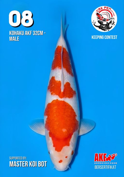 Lelang Koi Online, Jual Beli Ikan Koi, Pusat Jual Beli Koi, Info Lelang Koi Hari Ini, Platform Jual Beli Koi, Jual Beli Ikan Koi Online, Marketplace Ikan Koi, Jual Koi Terbaik, Tempat Beli Koi Berkualitas, Pasar Ikan Koi Online Terpercaya, Penjual Ikan Koi Terpercaya, Beli Koi Hias Online, Ikan Koi untuk Dijual, Koi Kualitas Terbaik, Toko Online Ikan Koi, Koi Hias Untuk Dijual, Jual Beli Ikan Koi Lokal, Koi Indonesia Online, Pusat Jual Beli Koi Terbesar