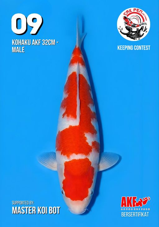 Lelang Koi Online, Jual Beli Ikan Koi, Pusat Jual Beli Koi, Info Lelang Koi Hari Ini, Platform Jual Beli Koi, Jual Beli Ikan Koi Online, Marketplace Ikan Koi, Jual Koi Terbaik, Tempat Beli Koi Berkualitas, Pasar Ikan Koi Online Terpercaya, Penjual Ikan Koi Terpercaya, Beli Koi Hias Online, Ikan Koi untuk Dijual, Koi Kualitas Terbaik, Toko Online Ikan Koi, Koi Hias Untuk Dijual, Jual Beli Ikan Koi Lokal, Koi Indonesia Online, Pusat Jual Beli Koi Terbesar