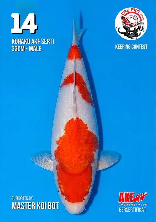 Lelang Koi Online, Jual Beli Ikan Koi, Pusat Jual Beli Koi, Info Lelang Koi Hari Ini, Platform Jual Beli Koi, Jual Beli Ikan Koi Online, Marketplace Ikan Koi, Jual Koi Terbaik, Tempat Beli Koi Berkualitas, Pasar Ikan Koi Online Terpercaya, Penjual Ikan Koi Terpercaya, Beli Koi Hias Online, Ikan Koi untuk Dijual, Koi Kualitas Terbaik, Toko Online Ikan Koi, Koi Hias Untuk Dijual, Jual Beli Ikan Koi Lokal, Koi Indonesia Online, Pusat Jual Beli Koi Terbesar