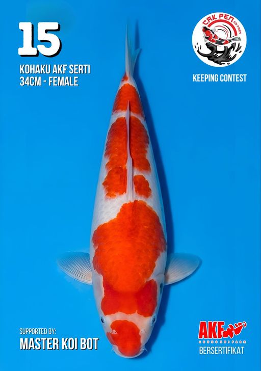 Lelang Koi Online, Jual Beli Ikan Koi, Pusat Jual Beli Koi, Info Lelang Koi Hari Ini, Platform Jual Beli Koi, Jual Beli Ikan Koi Online, Marketplace Ikan Koi, Jual Koi Terbaik, Tempat Beli Koi Berkualitas, Pasar Ikan Koi Online Terpercaya, Penjual Ikan Koi Terpercaya, Beli Koi Hias Online, Ikan Koi untuk Dijual, Koi Kualitas Terbaik, Toko Online Ikan Koi, Koi Hias Untuk Dijual, Jual Beli Ikan Koi Lokal, Koi Indonesia Online, Pusat Jual Beli Koi Terbesar