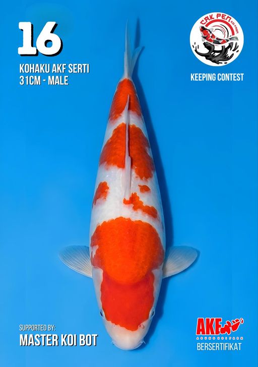 Lelang Koi Online, Jual Beli Ikan Koi, Pusat Jual Beli Koi, Info Lelang Koi Hari Ini, Platform Jual Beli Koi, Jual Beli Ikan Koi Online, Marketplace Ikan Koi, Jual Koi Terbaik, Tempat Beli Koi Berkualitas, Pasar Ikan Koi Online Terpercaya, Penjual Ikan Koi Terpercaya, Beli Koi Hias Online, Ikan Koi untuk Dijual, Koi Kualitas Terbaik, Toko Online Ikan Koi, Koi Hias Untuk Dijual, Jual Beli Ikan Koi Lokal, Koi Indonesia Online, Pusat Jual Beli Koi Terbesar