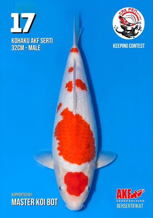 Lelang Koi Online, Jual Beli Ikan Koi, Pusat Jual Beli Koi, Info Lelang Koi Hari Ini, Platform Jual Beli Koi, Jual Beli Ikan Koi Online, Marketplace Ikan Koi, Jual Koi Terbaik, Tempat Beli Koi Berkualitas, Pasar Ikan Koi Online Terpercaya, Penjual Ikan Koi Terpercaya, Beli Koi Hias Online, Ikan Koi untuk Dijual, Koi Kualitas Terbaik, Toko Online Ikan Koi, Koi Hias Untuk Dijual, Jual Beli Ikan Koi Lokal, Koi Indonesia Online, Pusat Jual Beli Koi Terbesar