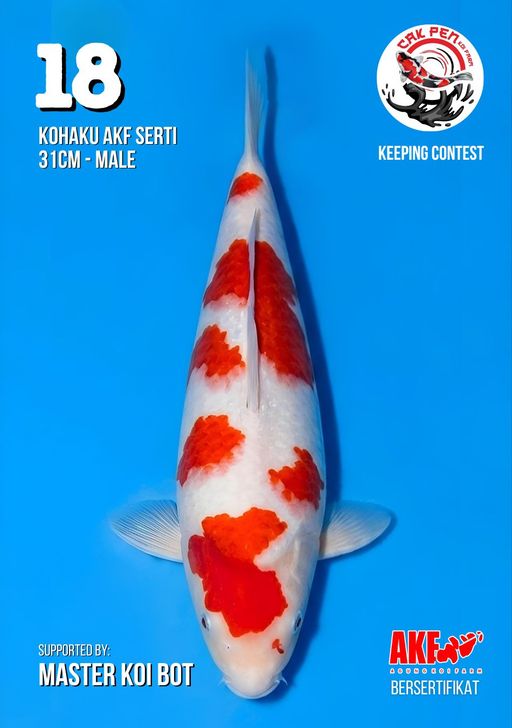 Lelang Koi Online, Jual Beli Ikan Koi, Pusat Jual Beli Koi, Info Lelang Koi Hari Ini, Platform Jual Beli Koi, Jual Beli Ikan Koi Online, Marketplace Ikan Koi, Jual Koi Terbaik, Tempat Beli Koi Berkualitas, Pasar Ikan Koi Online Terpercaya, Penjual Ikan Koi Terpercaya, Beli Koi Hias Online, Ikan Koi untuk Dijual, Koi Kualitas Terbaik, Toko Online Ikan Koi, Koi Hias Untuk Dijual, Jual Beli Ikan Koi Lokal, Koi Indonesia Online, Pusat Jual Beli Koi Terbesar