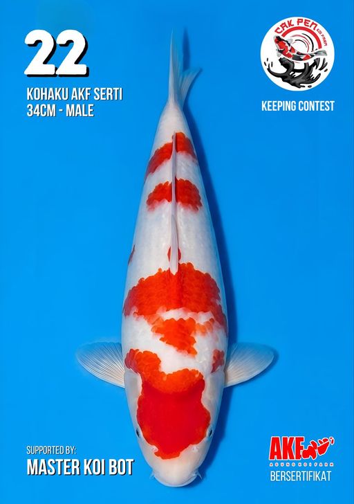 Lelang Koi Online, Jual Beli Ikan Koi, Pusat Jual Beli Koi, Info Lelang Koi Hari Ini, Platform Jual Beli Koi, Jual Beli Ikan Koi Online, Marketplace Ikan Koi, Jual Koi Terbaik, Tempat Beli Koi Berkualitas, Pasar Ikan Koi Online Terpercaya, Penjual Ikan Koi Terpercaya, Beli Koi Hias Online, Ikan Koi untuk Dijual, Koi Kualitas Terbaik, Toko Online Ikan Koi, Koi Hias Untuk Dijual, Jual Beli Ikan Koi Lokal, Koi Indonesia Online, Pusat Jual Beli Koi Terbesar