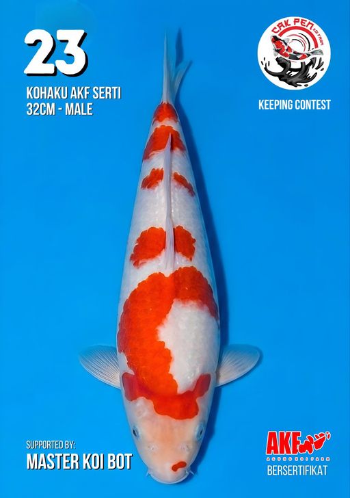 Lelang Koi Online, Jual Beli Ikan Koi, Pusat Jual Beli Koi, Info Lelang Koi Hari Ini, Platform Jual Beli Koi, Jual Beli Ikan Koi Online, Marketplace Ikan Koi, Jual Koi Terbaik, Tempat Beli Koi Berkualitas, Pasar Ikan Koi Online Terpercaya, Penjual Ikan Koi Terpercaya, Beli Koi Hias Online, Ikan Koi untuk Dijual, Koi Kualitas Terbaik, Toko Online Ikan Koi, Koi Hias Untuk Dijual, Jual Beli Ikan Koi Lokal, Koi Indonesia Online, Pusat Jual Beli Koi Terbesar