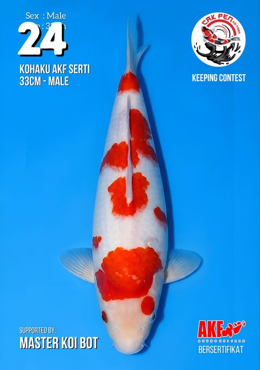 Lelang Koi Online, Jual Beli Ikan Koi, Pusat Jual Beli Koi, Info Lelang Koi Hari Ini, Platform Jual Beli Koi, Jual Beli Ikan Koi Online, Marketplace Ikan Koi, Jual Koi Terbaik, Tempat Beli Koi Berkualitas, Pasar Ikan Koi Online Terpercaya, Penjual Ikan Koi Terpercaya, Beli Koi Hias Online, Ikan Koi untuk Dijual, Koi Kualitas Terbaik, Toko Online Ikan Koi, Koi Hias Untuk Dijual, Jual Beli Ikan Koi Lokal, Koi Indonesia Online, Pusat Jual Beli Koi Terbesar
