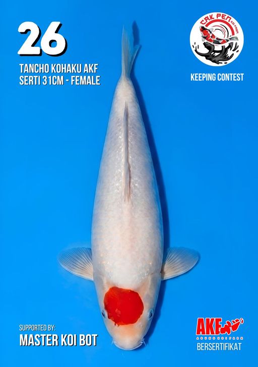 Lelang Koi Online, Jual Beli Ikan Koi, Pusat Jual Beli Koi, Info Lelang Koi Hari Ini, Platform Jual Beli Koi, Jual Beli Ikan Koi Online, Marketplace Ikan Koi, Jual Koi Terbaik, Tempat Beli Koi Berkualitas, Pasar Ikan Koi Online Terpercaya, Penjual Ikan Koi Terpercaya, Beli Koi Hias Online, Ikan Koi untuk Dijual, Koi Kualitas Terbaik, Toko Online Ikan Koi, Koi Hias Untuk Dijual, Jual Beli Ikan Koi Lokal, Koi Indonesia Online, Pusat Jual Beli Koi Terbesar