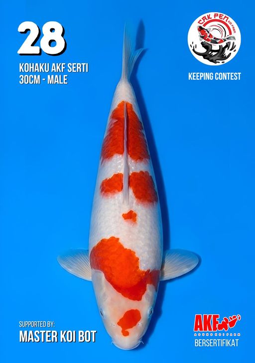 Lelang Koi Online, Jual Beli Ikan Koi, Pusat Jual Beli Koi, Info Lelang Koi Hari Ini, Platform Jual Beli Koi, Jual Beli Ikan Koi Online, Marketplace Ikan Koi, Jual Koi Terbaik, Tempat Beli Koi Berkualitas, Pasar Ikan Koi Online Terpercaya, Penjual Ikan Koi Terpercaya, Beli Koi Hias Online, Ikan Koi untuk Dijual, Koi Kualitas Terbaik, Toko Online Ikan Koi, Koi Hias Untuk Dijual, Jual Beli Ikan Koi Lokal, Koi Indonesia Online, Pusat Jual Beli Koi Terbesar