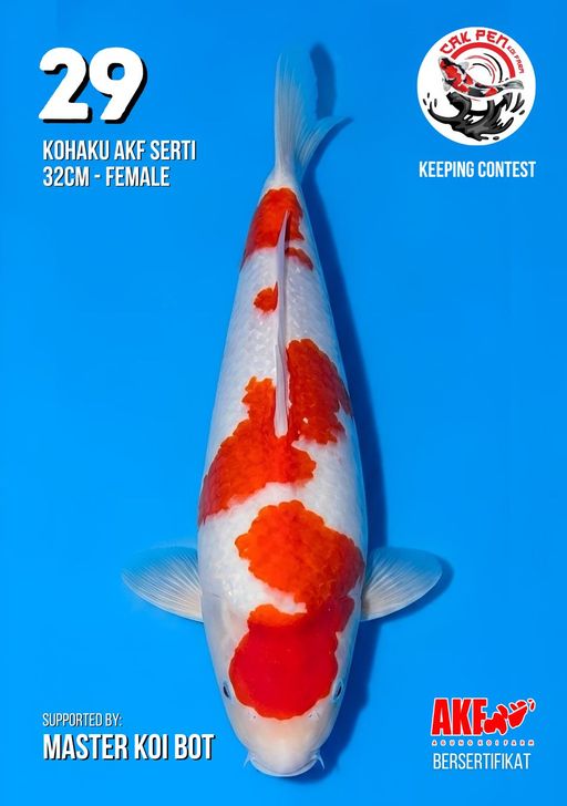 Lelang Koi Online, Jual Beli Ikan Koi, Pusat Jual Beli Koi, Info Lelang Koi Hari Ini, Platform Jual Beli Koi, Jual Beli Ikan Koi Online, Marketplace Ikan Koi, Jual Koi Terbaik, Tempat Beli Koi Berkualitas, Pasar Ikan Koi Online Terpercaya, Penjual Ikan Koi Terpercaya, Beli Koi Hias Online, Ikan Koi untuk Dijual, Koi Kualitas Terbaik, Toko Online Ikan Koi, Koi Hias Untuk Dijual, Jual Beli Ikan Koi Lokal, Koi Indonesia Online, Pusat Jual Beli Koi Terbesar