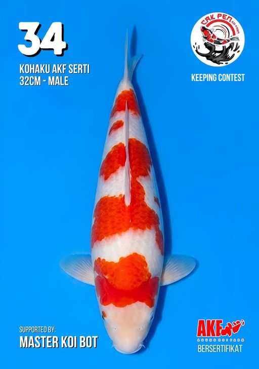 Lelang Koi Online, Jual Beli Ikan Koi, Pusat Jual Beli Koi, Info Lelang Koi Hari Ini, Platform Jual Beli Koi, Jual Beli Ikan Koi Online, Marketplace Ikan Koi, Jual Koi Terbaik, Tempat Beli Koi Berkualitas, Pasar Ikan Koi Online Terpercaya, Penjual Ikan Koi Terpercaya, Beli Koi Hias Online, Ikan Koi untuk Dijual, Koi Kualitas Terbaik, Toko Online Ikan Koi, Koi Hias Untuk Dijual, Jual Beli Ikan Koi Lokal, Koi Indonesia Online, Pusat Jual Beli Koi Terbesar