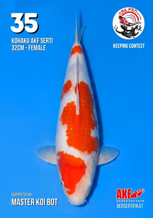 Lelang Koi Online, Jual Beli Ikan Koi, Pusat Jual Beli Koi, Info Lelang Koi Hari Ini, Platform Jual Beli Koi, Jual Beli Ikan Koi Online, Marketplace Ikan Koi, Jual Koi Terbaik, Tempat Beli Koi Berkualitas, Pasar Ikan Koi Online Terpercaya, Penjual Ikan Koi Terpercaya, Beli Koi Hias Online, Ikan Koi untuk Dijual, Koi Kualitas Terbaik, Toko Online Ikan Koi, Koi Hias Untuk Dijual, Jual Beli Ikan Koi Lokal, Koi Indonesia Online, Pusat Jual Beli Koi Terbesar