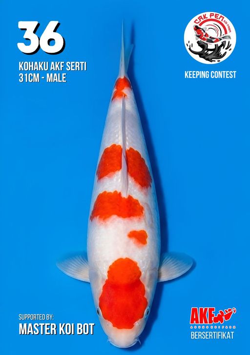 Lelang Koi Online, Jual Beli Ikan Koi, Pusat Jual Beli Koi, Info Lelang Koi Hari Ini, Platform Jual Beli Koi, Jual Beli Ikan Koi Online, Marketplace Ikan Koi, Jual Koi Terbaik, Tempat Beli Koi Berkualitas, Pasar Ikan Koi Online Terpercaya, Penjual Ikan Koi Terpercaya, Beli Koi Hias Online, Ikan Koi untuk Dijual, Koi Kualitas Terbaik, Toko Online Ikan Koi, Koi Hias Untuk Dijual, Jual Beli Ikan Koi Lokal, Koi Indonesia Online, Pusat Jual Beli Koi Terbesar