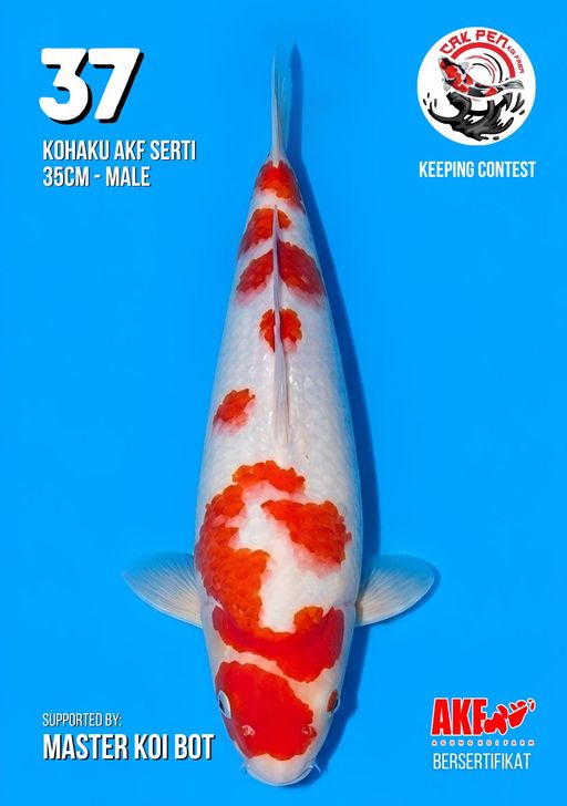 Lelang Koi Online, Jual Beli Ikan Koi, Pusat Jual Beli Koi, Info Lelang Koi Hari Ini, Platform Jual Beli Koi, Jual Beli Ikan Koi Online, Marketplace Ikan Koi, Jual Koi Terbaik, Tempat Beli Koi Berkualitas, Pasar Ikan Koi Online Terpercaya, Penjual Ikan Koi Terpercaya, Beli Koi Hias Online, Ikan Koi untuk Dijual, Koi Kualitas Terbaik, Toko Online Ikan Koi, Koi Hias Untuk Dijual, Jual Beli Ikan Koi Lokal, Koi Indonesia Online, Pusat Jual Beli Koi Terbesar