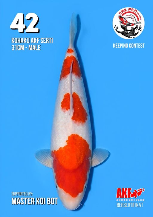 Lelang Koi Online, Jual Beli Ikan Koi, Pusat Jual Beli Koi, Info Lelang Koi Hari Ini, Platform Jual Beli Koi, Jual Beli Ikan Koi Online, Marketplace Ikan Koi, Jual Koi Terbaik, Tempat Beli Koi Berkualitas, Pasar Ikan Koi Online Terpercaya, Penjual Ikan Koi Terpercaya, Beli Koi Hias Online, Ikan Koi untuk Dijual, Koi Kualitas Terbaik, Toko Online Ikan Koi, Koi Hias Untuk Dijual, Jual Beli Ikan Koi Lokal, Koi Indonesia Online, Pusat Jual Beli Koi Terbesar