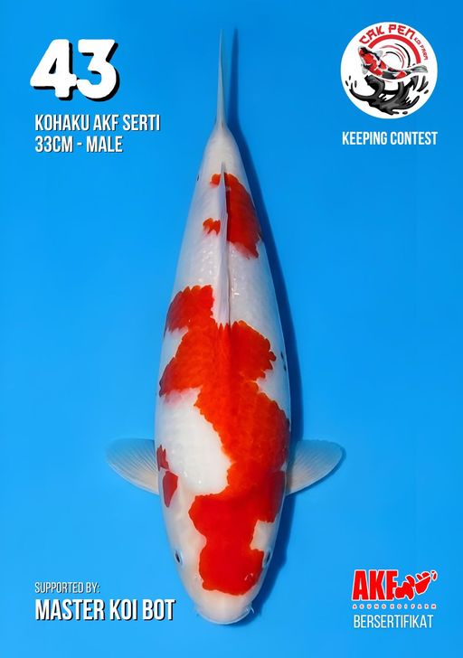 Lelang Koi Online, Jual Beli Ikan Koi, Pusat Jual Beli Koi, Info Lelang Koi Hari Ini, Platform Jual Beli Koi, Jual Beli Ikan Koi Online, Marketplace Ikan Koi, Jual Koi Terbaik, Tempat Beli Koi Berkualitas, Pasar Ikan Koi Online Terpercaya, Penjual Ikan Koi Terpercaya, Beli Koi Hias Online, Ikan Koi untuk Dijual, Koi Kualitas Terbaik, Toko Online Ikan Koi, Koi Hias Untuk Dijual, Jual Beli Ikan Koi Lokal, Koi Indonesia Online, Pusat Jual Beli Koi Terbesar