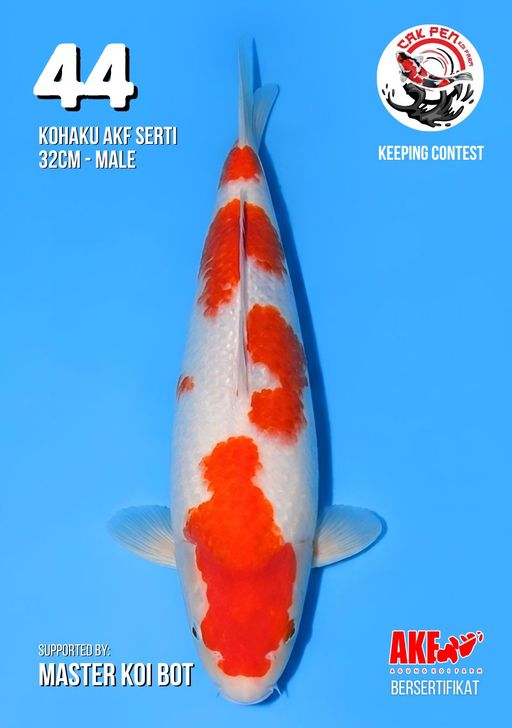 Lelang Koi Online, Jual Beli Ikan Koi, Pusat Jual Beli Koi, Info Lelang Koi Hari Ini, Platform Jual Beli Koi, Jual Beli Ikan Koi Online, Marketplace Ikan Koi, Jual Koi Terbaik, Tempat Beli Koi Berkualitas, Pasar Ikan Koi Online Terpercaya, Penjual Ikan Koi Terpercaya, Beli Koi Hias Online, Ikan Koi untuk Dijual, Koi Kualitas Terbaik, Toko Online Ikan Koi, Koi Hias Untuk Dijual, Jual Beli Ikan Koi Lokal, Koi Indonesia Online, Pusat Jual Beli Koi Terbesar