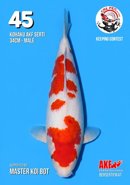 Lelang Koi Online, Jual Beli Ikan Koi, Pusat Jual Beli Koi, Info Lelang Koi Hari Ini, Platform Jual Beli Koi, Jual Beli Ikan Koi Online, Marketplace Ikan Koi, Jual Koi Terbaik, Tempat Beli Koi Berkualitas, Pasar Ikan Koi Online Terpercaya, Penjual Ikan Koi Terpercaya, Beli Koi Hias Online, Ikan Koi untuk Dijual, Koi Kualitas Terbaik, Toko Online Ikan Koi, Koi Hias Untuk Dijual, Jual Beli Ikan Koi Lokal, Koi Indonesia Online, Pusat Jual Beli Koi Terbesar
