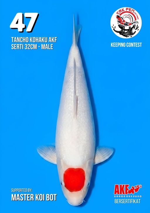 Lelang Koi Online, Jual Beli Ikan Koi, Pusat Jual Beli Koi, Info Lelang Koi Hari Ini, Platform Jual Beli Koi, Jual Beli Ikan Koi Online, Marketplace Ikan Koi, Jual Koi Terbaik, Tempat Beli Koi Berkualitas, Pasar Ikan Koi Online Terpercaya, Penjual Ikan Koi Terpercaya, Beli Koi Hias Online, Ikan Koi untuk Dijual, Koi Kualitas Terbaik, Toko Online Ikan Koi, Koi Hias Untuk Dijual, Jual Beli Ikan Koi Lokal, Koi Indonesia Online, Pusat Jual Beli Koi Terbesar
