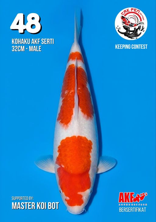 Lelang Koi Online, Jual Beli Ikan Koi, Pusat Jual Beli Koi, Info Lelang Koi Hari Ini, Platform Jual Beli Koi, Jual Beli Ikan Koi Online, Marketplace Ikan Koi, Jual Koi Terbaik, Tempat Beli Koi Berkualitas, Pasar Ikan Koi Online Terpercaya, Penjual Ikan Koi Terpercaya, Beli Koi Hias Online, Ikan Koi untuk Dijual, Koi Kualitas Terbaik, Toko Online Ikan Koi, Koi Hias Untuk Dijual, Jual Beli Ikan Koi Lokal, Koi Indonesia Online, Pusat Jual Beli Koi Terbesar
