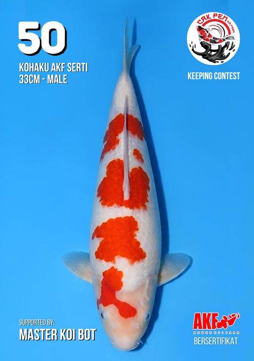 Lelang Koi Online, Jual Beli Ikan Koi, Pusat Jual Beli Koi, Info Lelang Koi Hari Ini, Platform Jual Beli Koi, Jual Beli Ikan Koi Online, Marketplace Ikan Koi, Jual Koi Terbaik, Tempat Beli Koi Berkualitas, Pasar Ikan Koi Online Terpercaya, Penjual Ikan Koi Terpercaya, Beli Koi Hias Online, Ikan Koi untuk Dijual, Koi Kualitas Terbaik, Toko Online Ikan Koi, Koi Hias Untuk Dijual, Jual Beli Ikan Koi Lokal, Koi Indonesia Online, Pusat Jual Beli Koi Terbesar