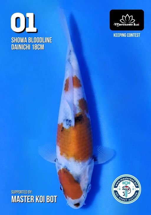 Lelang Koi Online, Jual Beli Ikan Koi, Pusat Jual Beli Koi, Info Lelang Koi Hari Ini, Platform Jual Beli Koi, Jual Beli Ikan Koi Online, Marketplace Ikan Koi, Jual Koi Terbaik, Tempat Beli Koi Berkualitas, Pasar Ikan Koi Online Terpercaya, Penjual Ikan Koi Terpercaya, Beli Koi Hias Online, Ikan Koi untuk Dijual, Koi Kualitas Terbaik, Toko Online Ikan Koi, Koi Hias Untuk Dijual, Jual Beli Ikan Koi Lokal, Koi Indonesia Online, Pusat Jual Beli Koi Terbesar