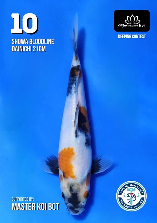 Lelang Koi Online, Jual Beli Ikan Koi, Pusat Jual Beli Koi, Info Lelang Koi Hari Ini, Platform Jual Beli Koi, Jual Beli Ikan Koi Online, Marketplace Ikan Koi, Jual Koi Terbaik, Tempat Beli Koi Berkualitas, Pasar Ikan Koi Online Terpercaya, Penjual Ikan Koi Terpercaya, Beli Koi Hias Online, Ikan Koi untuk Dijual, Koi Kualitas Terbaik, Toko Online Ikan Koi, Koi Hias Untuk Dijual, Jual Beli Ikan Koi Lokal, Koi Indonesia Online, Pusat Jual Beli Koi Terbesar