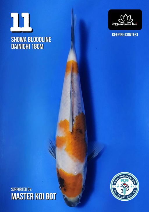Lelang Koi Online, Jual Beli Ikan Koi, Pusat Jual Beli Koi, Info Lelang Koi Hari Ini, Platform Jual Beli Koi, Jual Beli Ikan Koi Online, Marketplace Ikan Koi, Jual Koi Terbaik, Tempat Beli Koi Berkualitas, Pasar Ikan Koi Online Terpercaya, Penjual Ikan Koi Terpercaya, Beli Koi Hias Online, Ikan Koi untuk Dijual, Koi Kualitas Terbaik, Toko Online Ikan Koi, Koi Hias Untuk Dijual, Jual Beli Ikan Koi Lokal, Koi Indonesia Online, Pusat Jual Beli Koi Terbesar