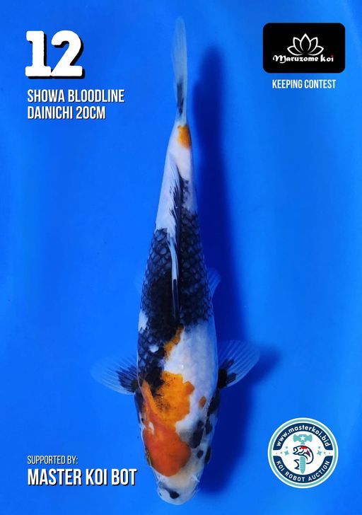 Lelang Koi Online, Jual Beli Ikan Koi, Pusat Jual Beli Koi, Info Lelang Koi Hari Ini, Platform Jual Beli Koi, Jual Beli Ikan Koi Online, Marketplace Ikan Koi, Jual Koi Terbaik, Tempat Beli Koi Berkualitas, Pasar Ikan Koi Online Terpercaya, Penjual Ikan Koi Terpercaya, Beli Koi Hias Online, Ikan Koi untuk Dijual, Koi Kualitas Terbaik, Toko Online Ikan Koi, Koi Hias Untuk Dijual, Jual Beli Ikan Koi Lokal, Koi Indonesia Online, Pusat Jual Beli Koi Terbesar
