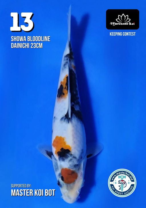 Lelang Koi Online, Jual Beli Ikan Koi, Pusat Jual Beli Koi, Info Lelang Koi Hari Ini, Platform Jual Beli Koi, Jual Beli Ikan Koi Online, Marketplace Ikan Koi, Jual Koi Terbaik, Tempat Beli Koi Berkualitas, Pasar Ikan Koi Online Terpercaya, Penjual Ikan Koi Terpercaya, Beli Koi Hias Online, Ikan Koi untuk Dijual, Koi Kualitas Terbaik, Toko Online Ikan Koi, Koi Hias Untuk Dijual, Jual Beli Ikan Koi Lokal, Koi Indonesia Online, Pusat Jual Beli Koi Terbesar